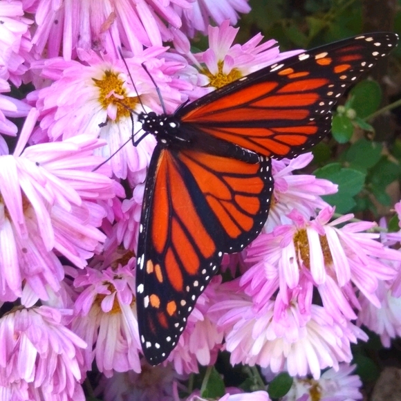 Meet your Posher, Melissa - Picture 1 of 1